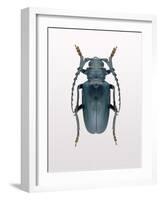 Beetle 3-Design Fabrikken-Framed Photographic Print