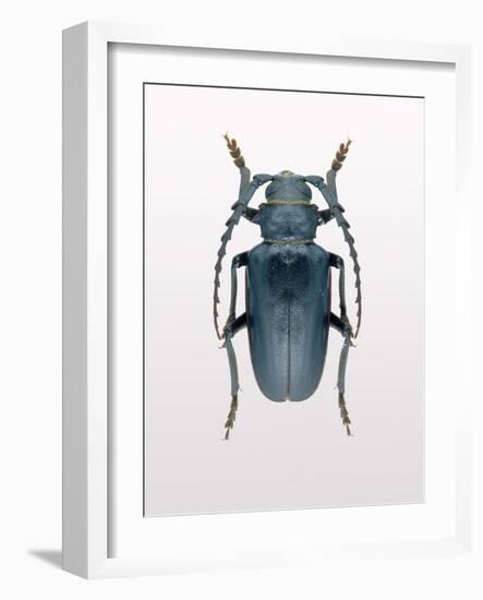 Beetle 3-Design Fabrikken-Framed Photographic Print