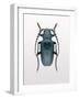 Beetle 3-Design Fabrikken-Framed Photographic Print