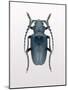 Beetle 3-Design Fabrikken-Mounted Photographic Print