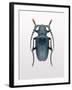 Beetle 3-Design Fabrikken-Framed Photographic Print