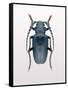 Beetle 3-Design Fabrikken-Framed Stretched Canvas