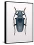 Beetle 3-Design Fabrikken-Framed Stretched Canvas