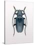 Beetle 3-Design Fabrikken-Stretched Canvas