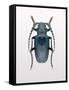 Beetle 3-Design Fabrikken-Framed Stretched Canvas