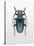 Beetle 3-Design Fabrikken-Stretched Canvas