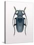 Beetle 3-Design Fabrikken-Stretched Canvas