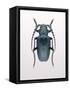 Beetle 3-Design Fabrikken-Framed Stretched Canvas