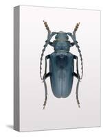 Beetle 3-Design Fabrikken-Stretched Canvas