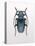 Beetle 3-Design Fabrikken-Stretched Canvas