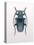 Beetle 3-Design Fabrikken-Stretched Canvas