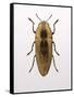 Beetle 4-Design Fabrikken-Framed Stretched Canvas