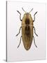 Beetle 4-Design Fabrikken-Stretched Canvas