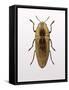 Beetle 4-Design Fabrikken-Framed Stretched Canvas