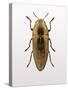 Beetle 4-Design Fabrikken-Stretched Canvas