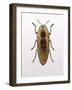 Beetle 4-Design Fabrikken-Framed Photographic Print