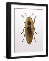 Beetle 4-Design Fabrikken-Framed Photographic Print