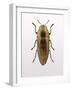 Beetle 4-Design Fabrikken-Framed Photographic Print