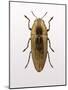 Beetle 4-Design Fabrikken-Mounted Photographic Print