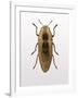 Beetle 4-Design Fabrikken-Framed Photographic Print