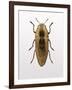 Beetle 4-Design Fabrikken-Framed Photographic Print