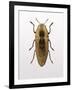 Beetle 4-Design Fabrikken-Framed Photographic Print