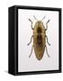 Beetle 4-Design Fabrikken-Framed Stretched Canvas
