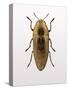 Beetle 4-Design Fabrikken-Stretched Canvas