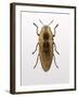 Beetle 4-Design Fabrikken-Framed Photographic Print