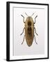 Beetle 4-Design Fabrikken-Framed Photographic Print