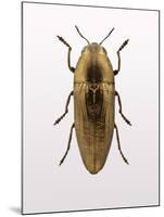 Beetle 4-Design Fabrikken-Mounted Photographic Print