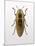 Beetle 4-Design Fabrikken-Mounted Photographic Print