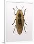 Beetle 4-Design Fabrikken-Framed Photographic Print