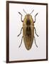 Beetle 4-Design Fabrikken-Framed Photographic Print