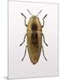 Beetle 4-Design Fabrikken-Mounted Photographic Print