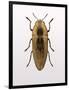 Beetle 4-Design Fabrikken-Framed Photographic Print