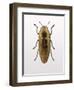 Beetle 4-Design Fabrikken-Framed Photographic Print