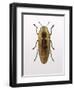 Beetle 4-Design Fabrikken-Framed Photographic Print