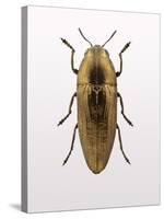 Beetle 4-Design Fabrikken-Stretched Canvas