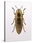 Beetle 4-Design Fabrikken-Stretched Canvas