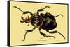 Beetle: African Goliathus Magnus-Sir William Jardine-Framed Stretched Canvas