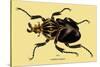 Beetle: African Goliathus Magnus-Sir William Jardine-Stretched Canvas