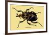 Beetle: African Goliathus Magnus-Sir William Jardine-Framed Premium Giclee Print