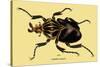 Beetle: African Goliathus Magnus-Sir William Jardine-Stretched Canvas