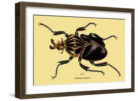 Beetle: African Goliathus Magnus-Sir William Jardine-Framed Art Print