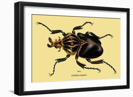 Beetle: African Goliathus Magnus-Sir William Jardine-Framed Art Print