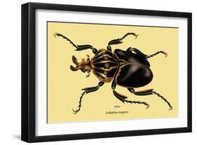 Beetle: African Goliathus Magnus-Sir William Jardine-Framed Art Print