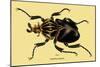 Beetle: African Goliathus Magnus-Sir William Jardine-Mounted Art Print