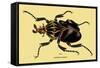 Beetle: African Goliathus Magnus-Sir William Jardine-Framed Stretched Canvas