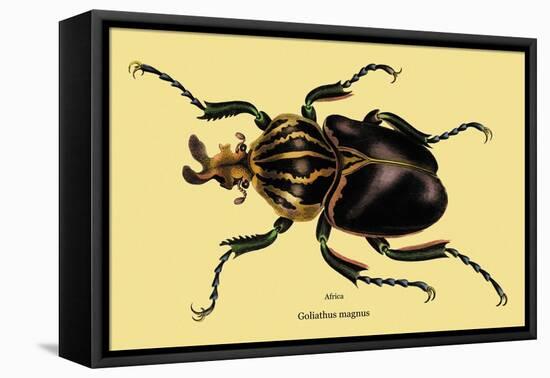 Beetle: African Goliathus Magnus-Sir William Jardine-Framed Stretched Canvas